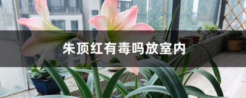 朱顶红有毒吗，能放室内养殖吗