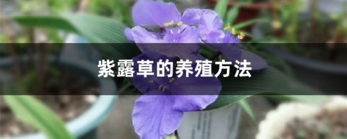 紫露草的养殖方法