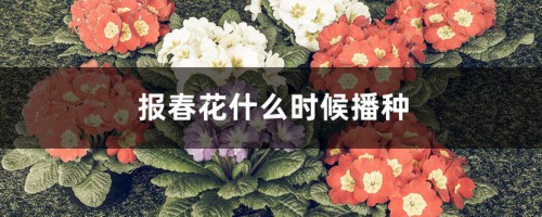 报春花什么时候播种