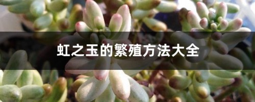 虹之玉的繁殖方法大全