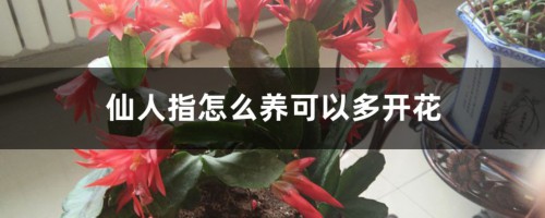 仙人指怎么养可以多开花