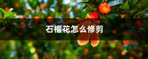 石榴花怎么修剪