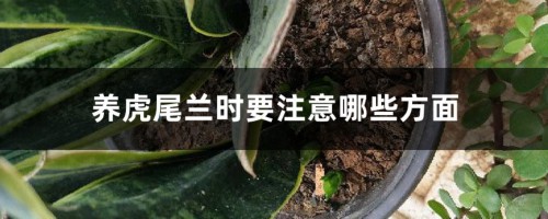 养虎尾兰时要注意哪些方面